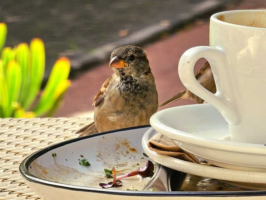 Wintergarden Cafe - New Zealand, Parnell, New Zealand