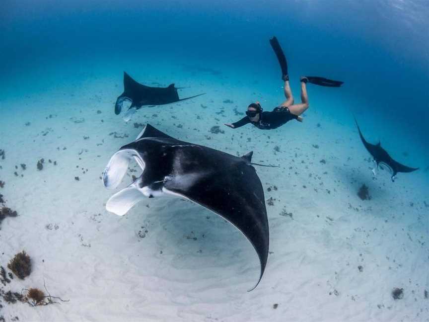 Ningaloo Reef Dive and Snorkel, Tours in Coral Bay