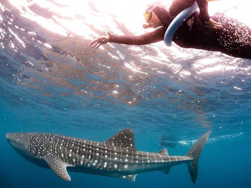 Ningaloo Blue Dive, Tours in Ningaloo Reef