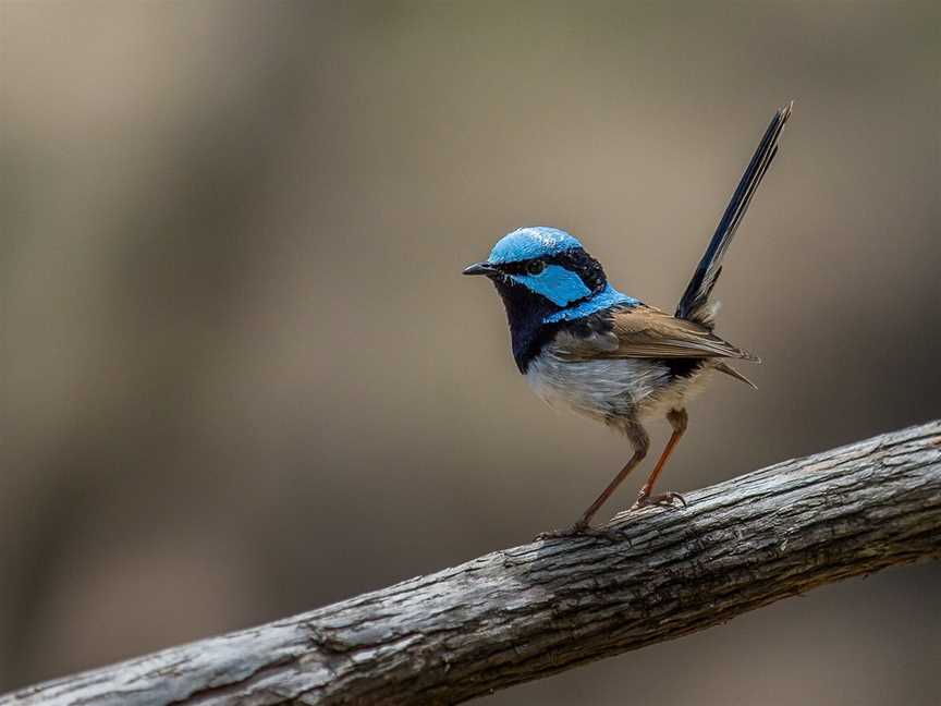 Inala Nature Tours, Bruny Island, TAS