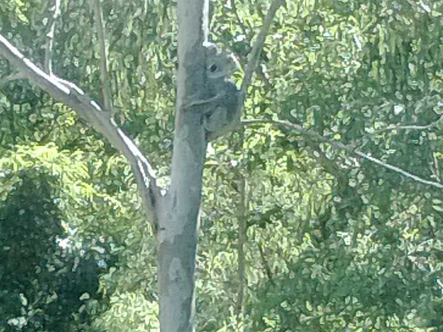 Magnetic Island BEST Bus Tours, Magnetic Island, QLD