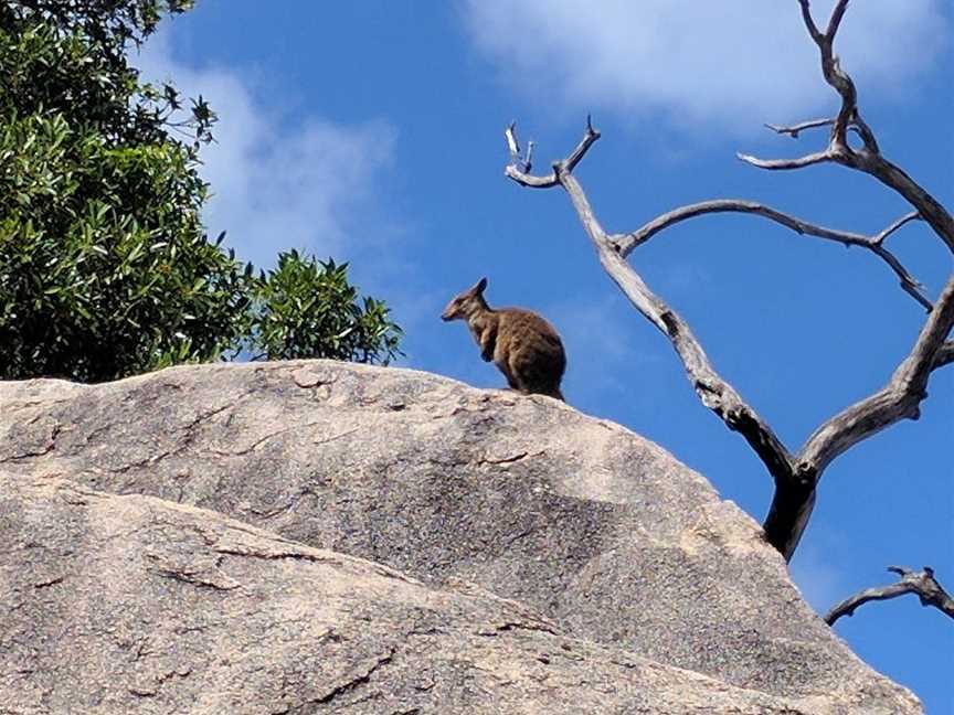 Magnetic Island BEST Bus Tours, Magnetic Island, QLD