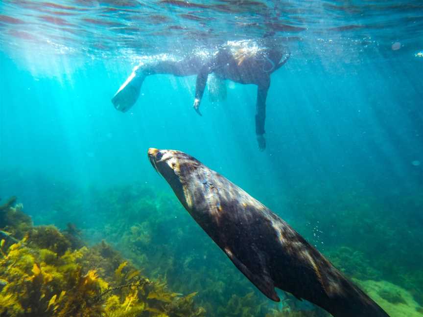 Kangaroo Island Ocean Safari, Penneshaw, SA