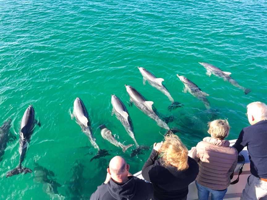 Kangaroo Island Ocean Safari, Penneshaw, SA