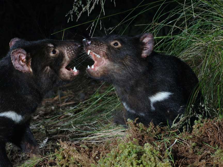 Devils in the Dark, Bicheno, TAS