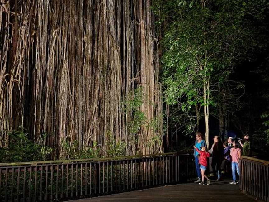 Wait-a-While Rainforest Tours, Cairns City, QLD