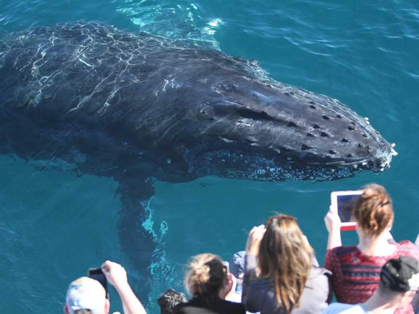 Spirit of Gold Coast Whale Watching, Main Beach, QLD