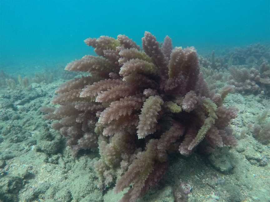 Hervey Bay Eco Marine Tours, Urangan, QLD