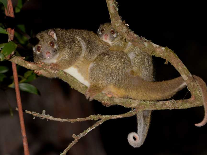 Eyes on Wildlife, Atherton, QLD