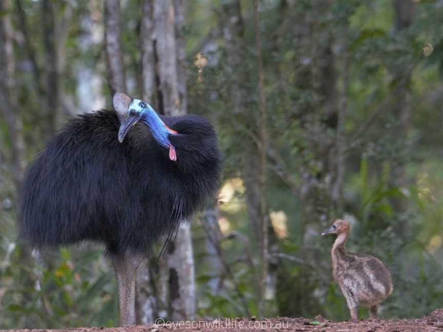 Eyes on Wildlife, Atherton, QLD