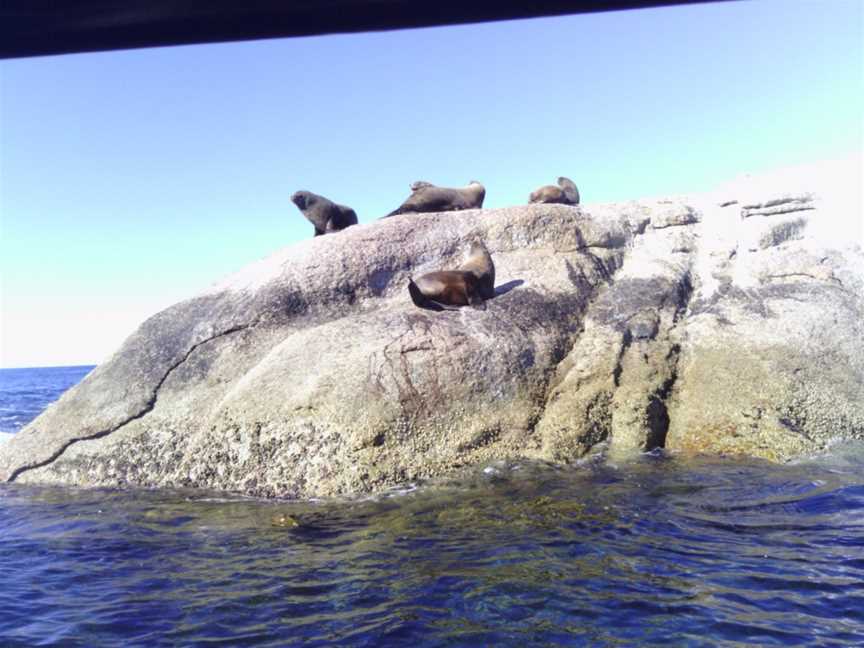 Bicheno's Glass Bottom Boat, Bicheno, TAS