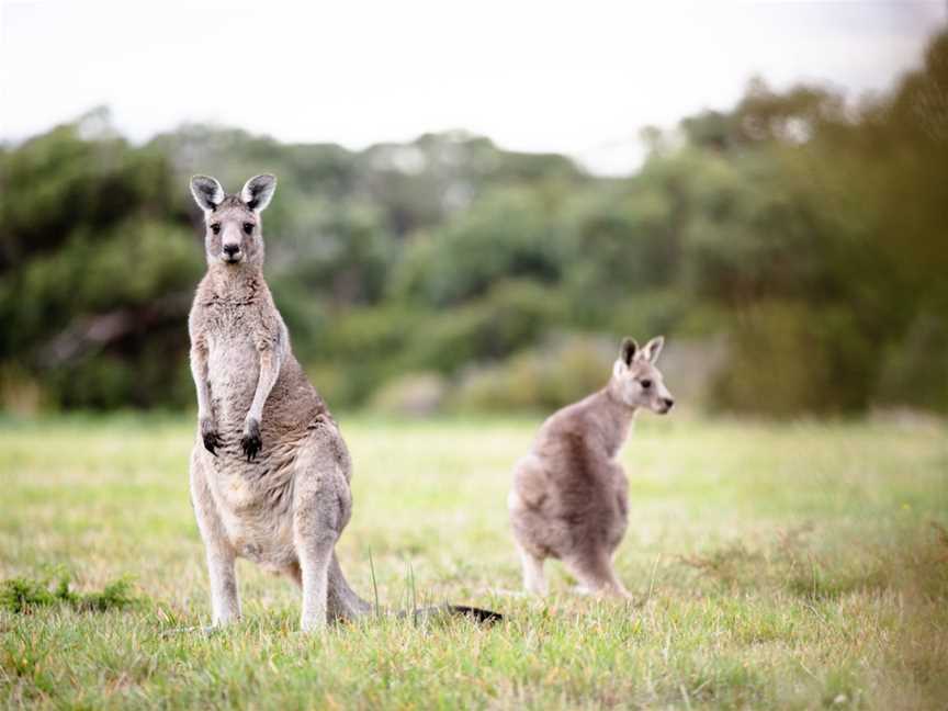 Posh Penguins, Phillip Island, VIC