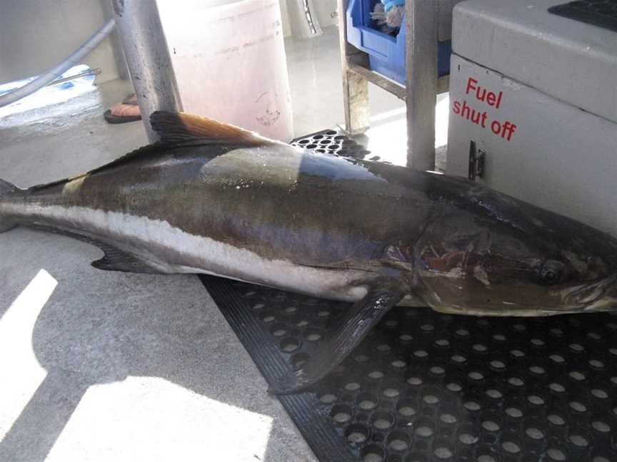 Top Catch Charters, Mooloolaba, QLD