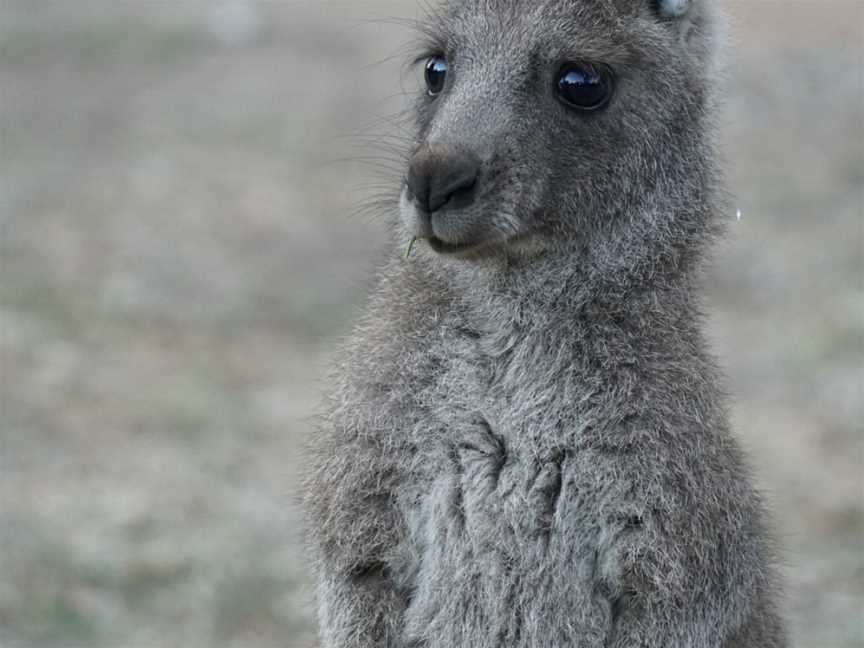 Good Times Tours, Melbourne, VIC