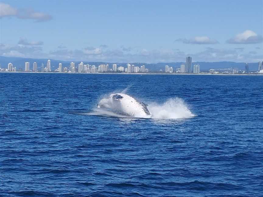 Boattime Yacht Charters, Surfers Paradise, QLD