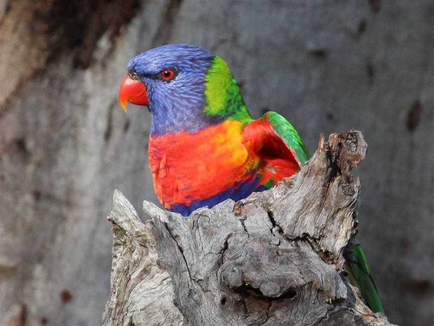 Bird Tours SA - Birdwatching Tours, Adelaide, SA