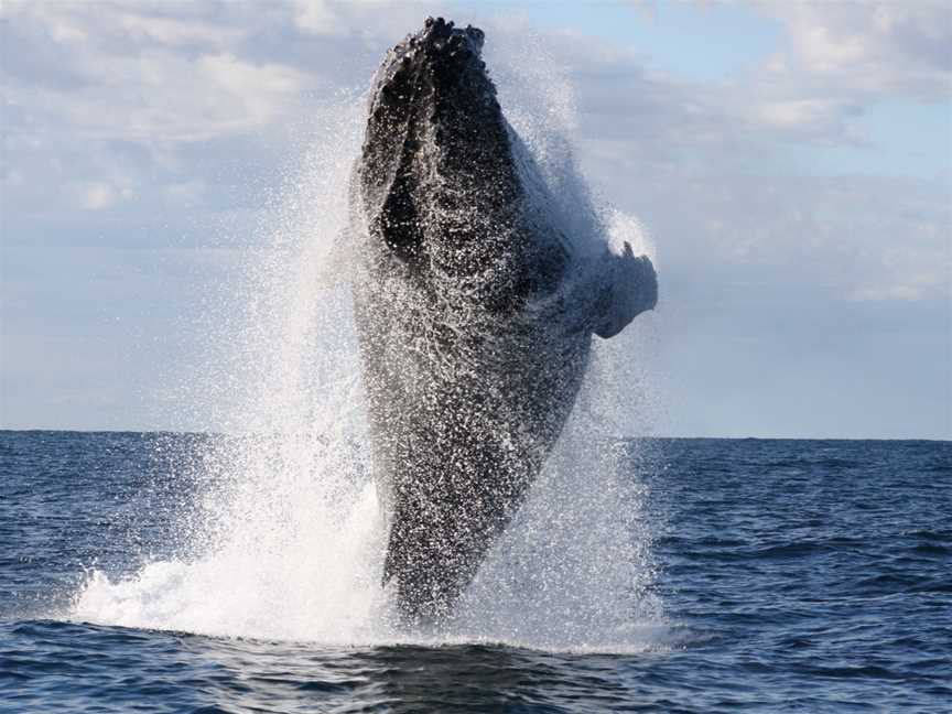 Terrigal Ocean Tours, Terrigal, NSW