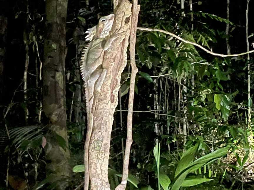 Jungle Adventures Night Walk, Cape Tribulation, QLD