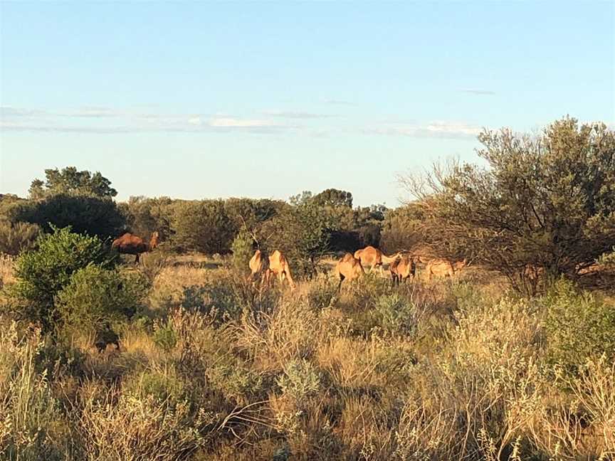 Uluru Limousine Tours, Yulara, NT