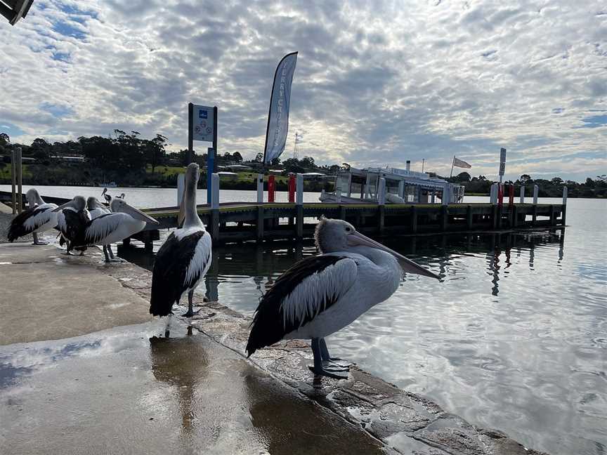 Mallacoota Cruises, Mallacoota, VIC