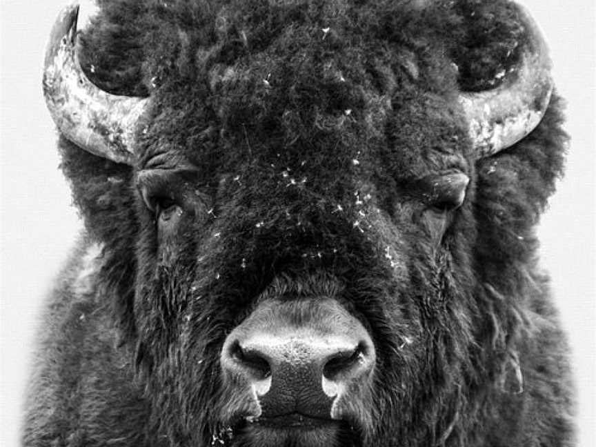 Hunter Valley Bison, Morpeth, NSW