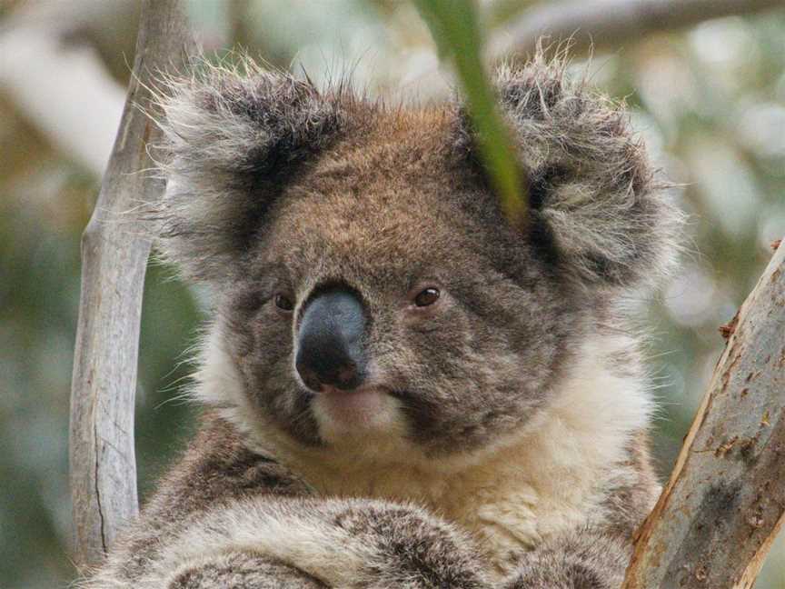 Kangaroo Island Touring Company, Cygnet River, SA