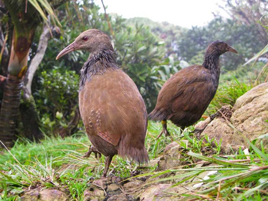 Lord Howe Island Nature Tours, Lord Howe Island, NSW