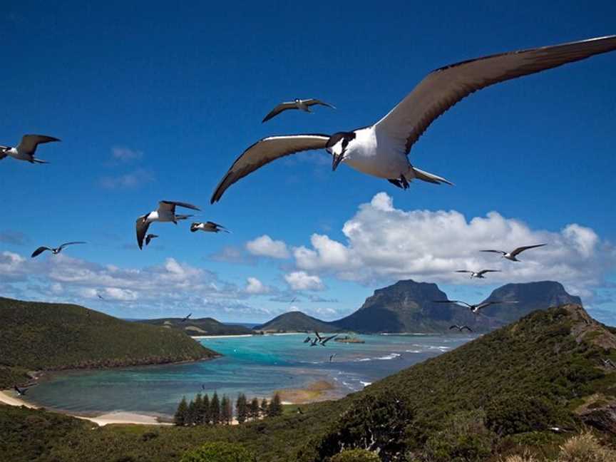 Lord Howe Island Nature Tours, Lord Howe Island, NSW