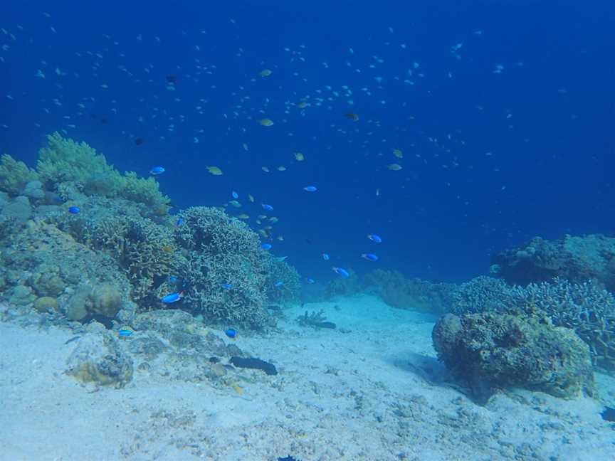 Dive Adventures, Sydney, NSW