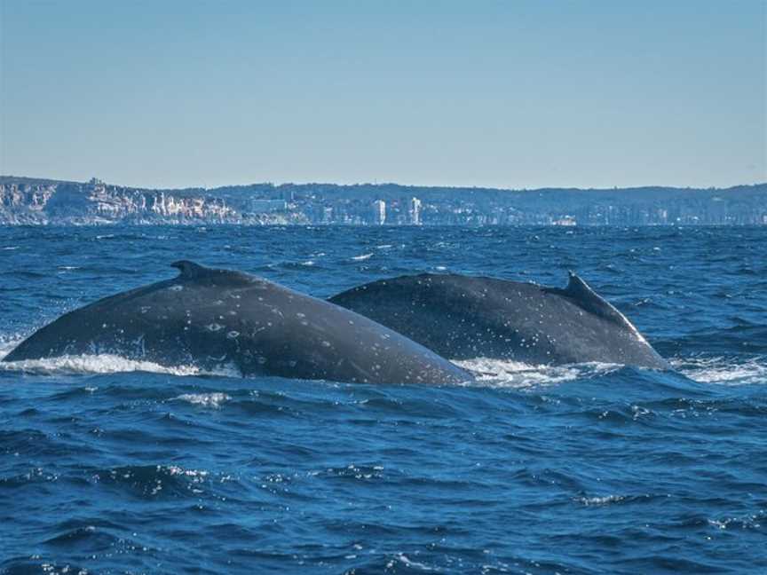 Sydney Sea Safaris, Sydney, NSW