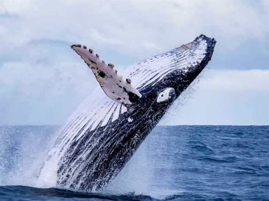 Sydney Sea Safaris, Tours in Sydney