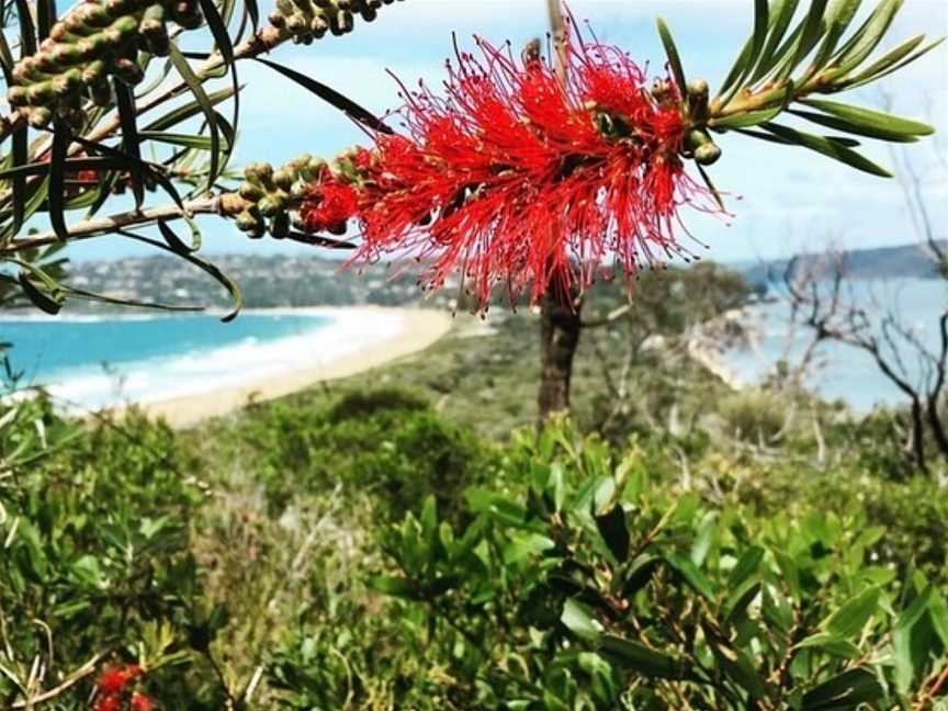 Trip Slow Guided Walks, Manly, NSW