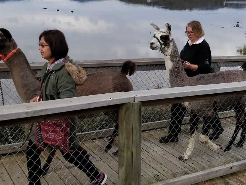 Llama Walks Tasmania, Cygnet, TAS