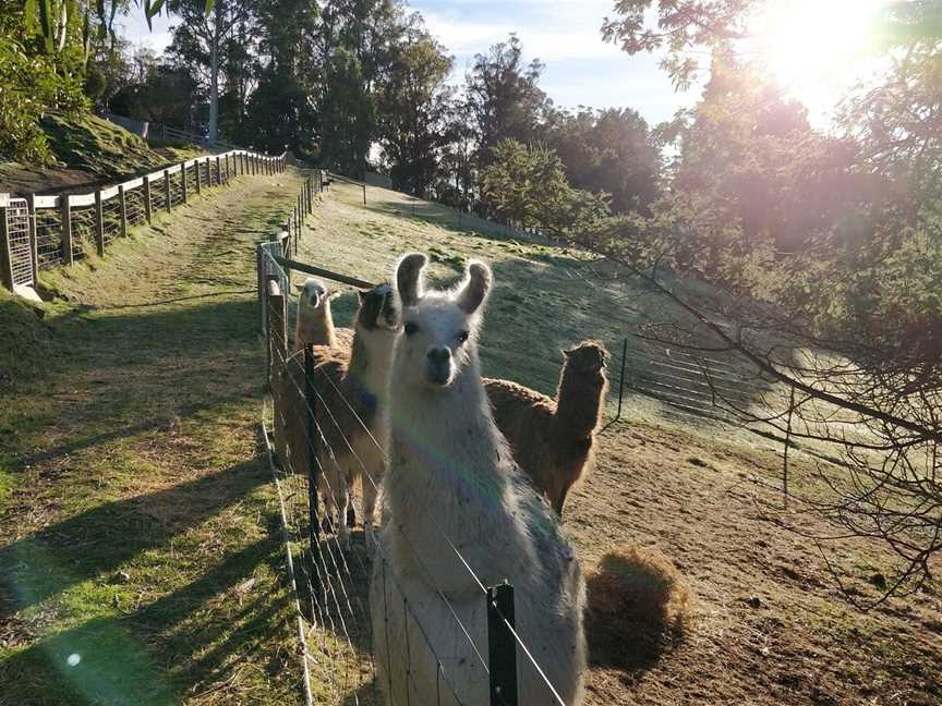 Llama Walks Tasmania, Cygnet, TAS