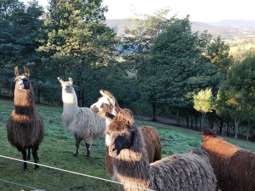 Llama Walks Tasmania, Cygnet, TAS