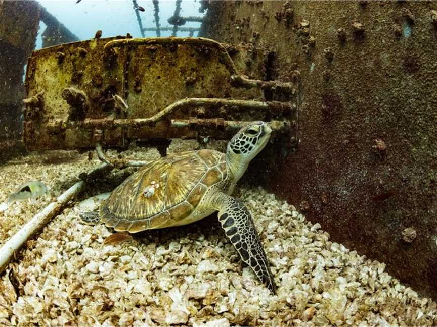 Tobruk Dive Experience, Bundaberg, QLD