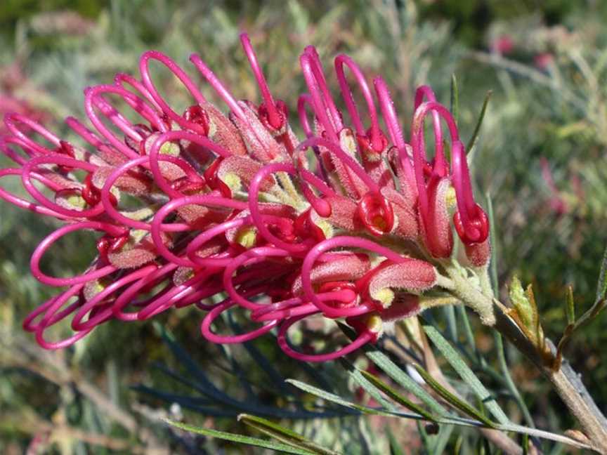 Natives 'R' Us Nursery, Traveston, QLD