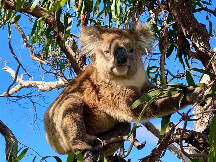 Australian Coastal Safaris, Port Lincoln, SA