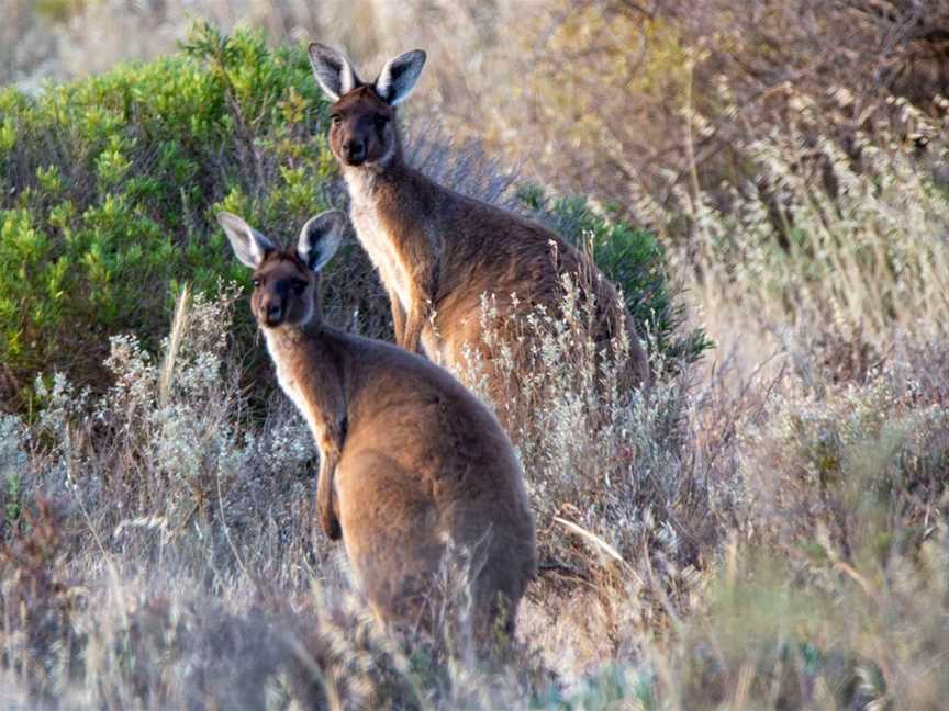 Ancient Land Tours, Ceduna, SA