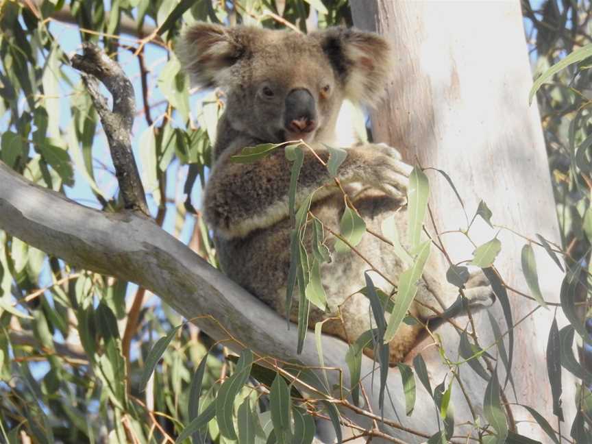 Araucaria Ecotours - Day Tours, Rathdowney, QLD