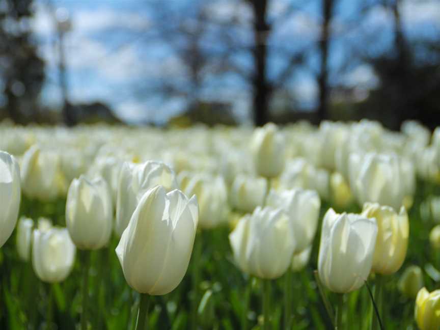 Canberra Guided Tours, Canberra, ACT