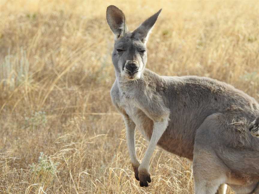 Mungo National Park Tours - Outback Geo Adventures, Balranald, NSW