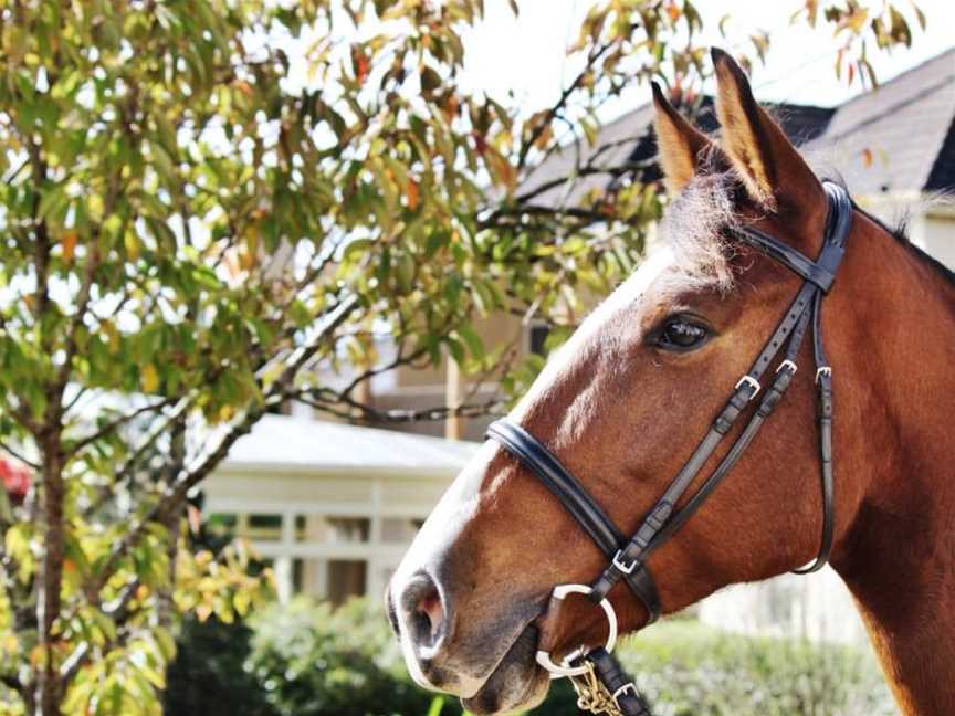 Kangaroo Valley Horses, Budgong, NSW