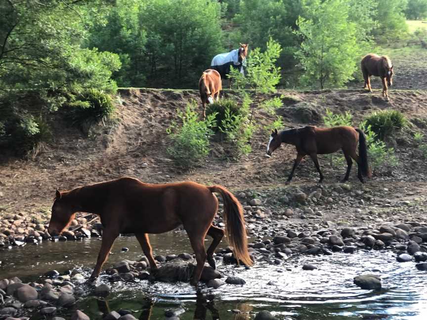 Kangaroo Valley Horses, Budgong, NSW