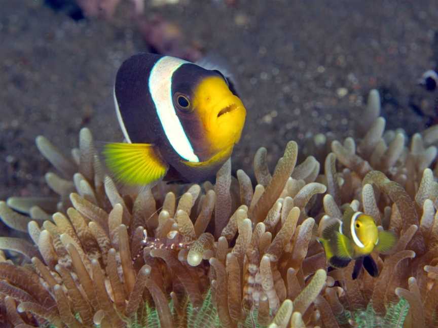 Shellharbour Scuba Centre, Shellharbour, NSW