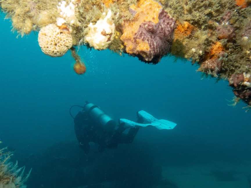 Dive Eden, Eden, NSW