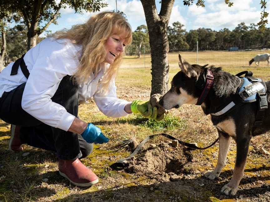 Truffle Hunting, Oallen, NSW