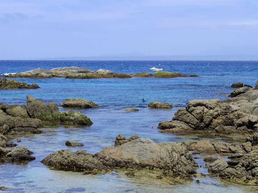 Montague Island Tours, Narooma, NSW