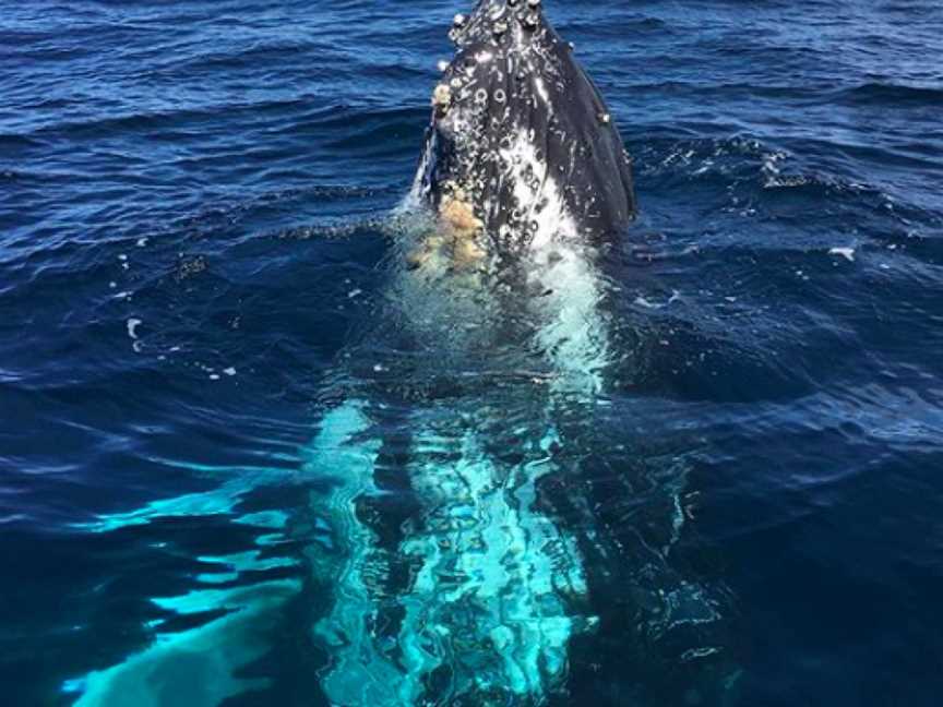 Yamba Whale Watch, Yamba, NSW