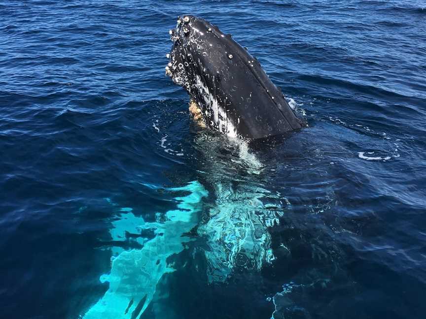 Yamba Whale Watch, Yamba, NSW